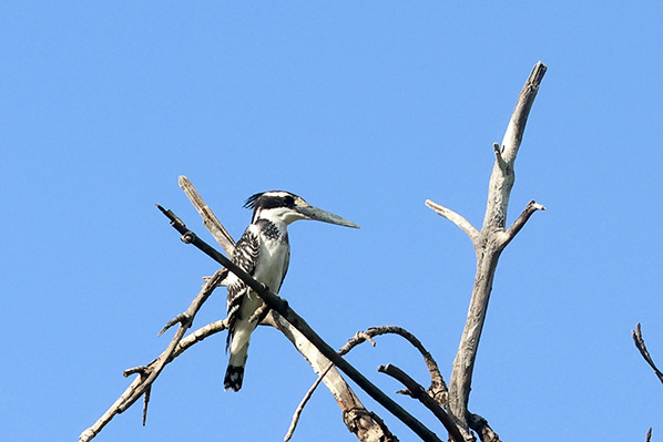 Pied Kingfisher
